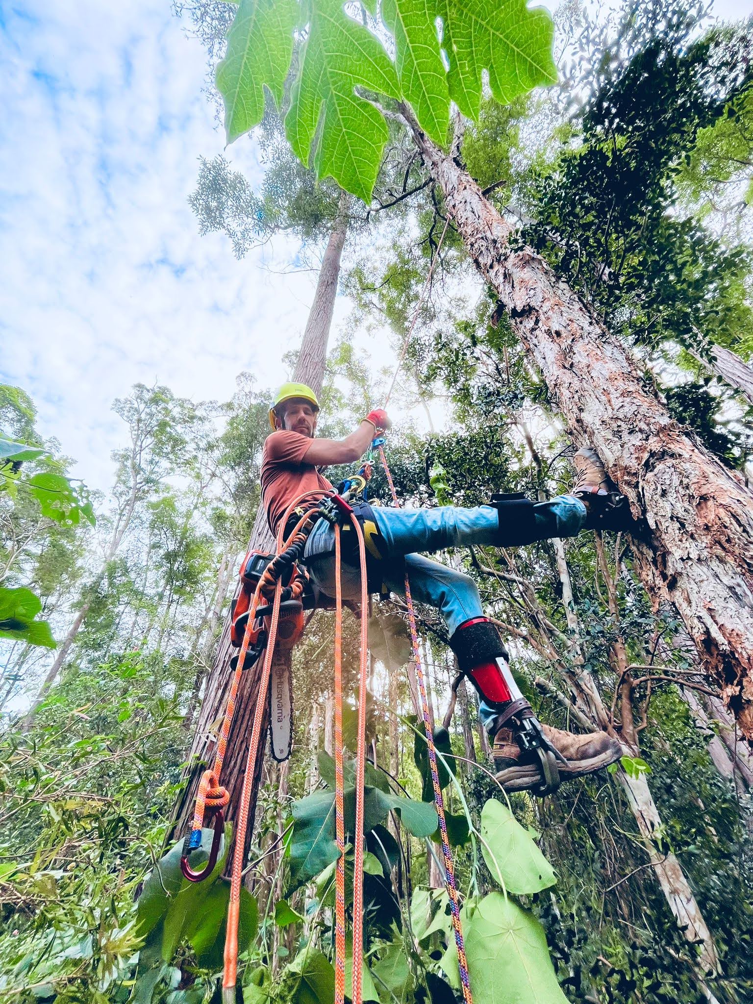 Noahs-Tree-Service-Sunshine-Coast-Noosa