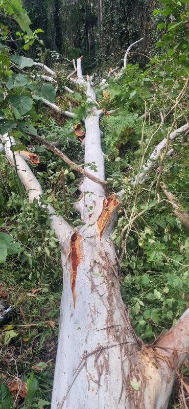 Tree-Removal-Sunshine-Coast-2024