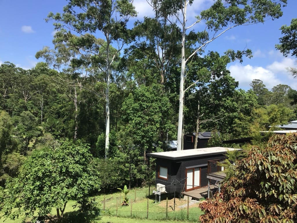 Tree-Lopping-Before-Eumundi-Sunshine-Coast-Jan2025