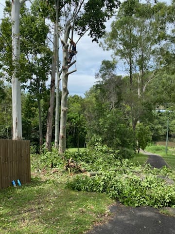 Tree-Lopping-Eumundi-Sunshine-Coast-Jan2025