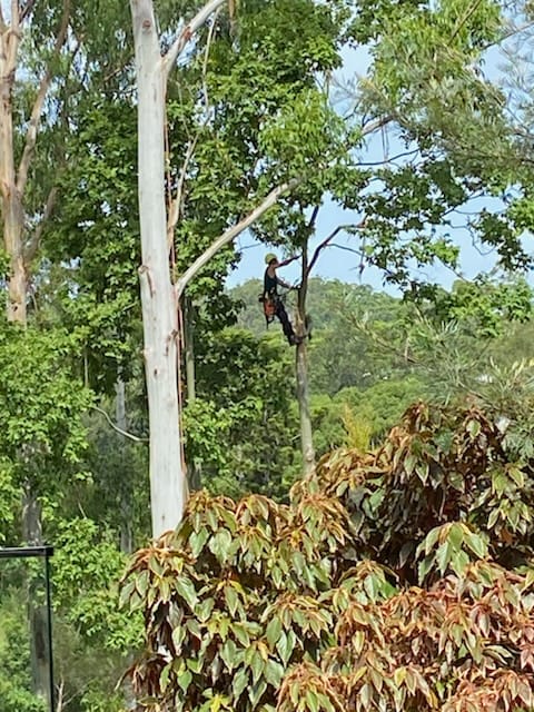 Tree-Service-Eumundi-Sunshine-Coast-Jan2025
